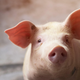 Image for article titled Scientists Partially Revive Pig Organs an Hour After Death